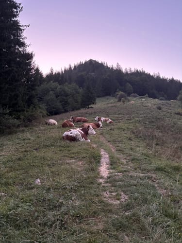 Hochsalwand vom Jenbachtal