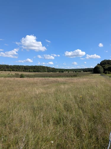 Ecktannen - Warnker See - Feisnecksee