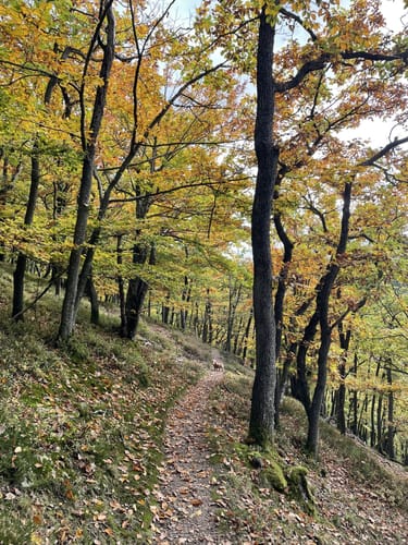 Vom Veldenzer Bach zum Dachslayer Felsen