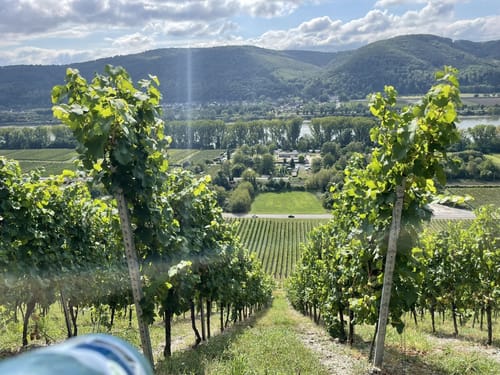Leutesdorf - Weinberge Hüllenberg