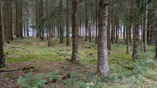 Vom Sürenberg rund um den Bremberglift