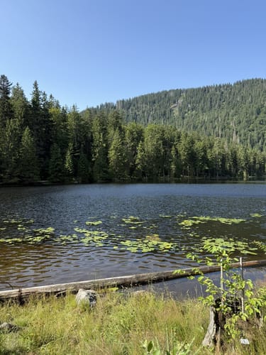 Großer Arbersee Rundweg