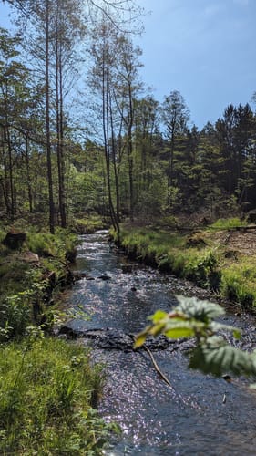Dresdner Heide: Hellerau nach Bühlau