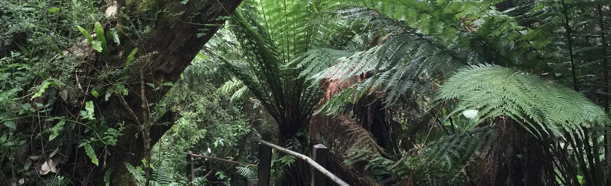 Kokoda Track Memorial Walk (1000 Steps), Victoria, Australia 175 Reviews, Map AllTrails