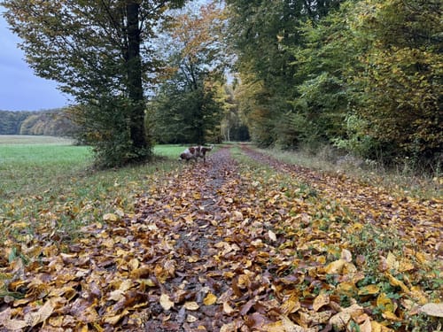 Pilgerweg Loccum-Volkenroda Etappe 1: Loccum - Stadthagen