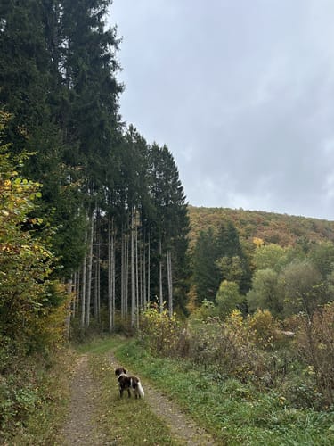 Naturpark Südeifel Nr. 2 Reipeldingen - Dahnen