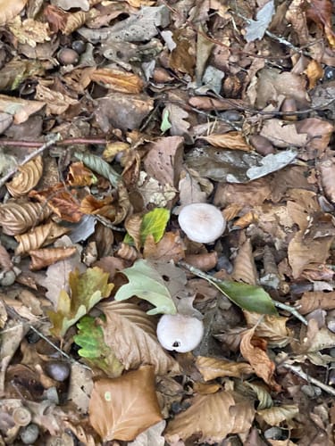 Schluchtenpfad Sinspelt(NaturWanderPark delux)