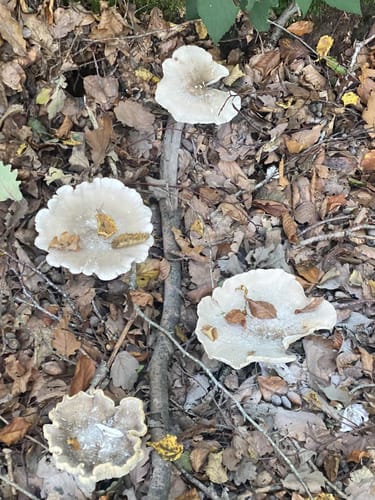 Schluchtenpfad Sinspelt(NaturWanderPark delux)