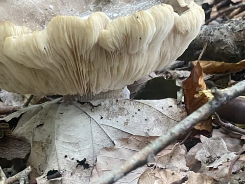 Schluchtenpfad Sinspelt(NaturWanderPark delux)