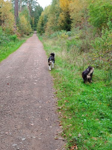 Primmtal Wanderweg Nr. 2