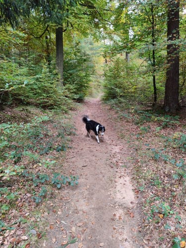 Primmtal Wanderweg Nr. 2