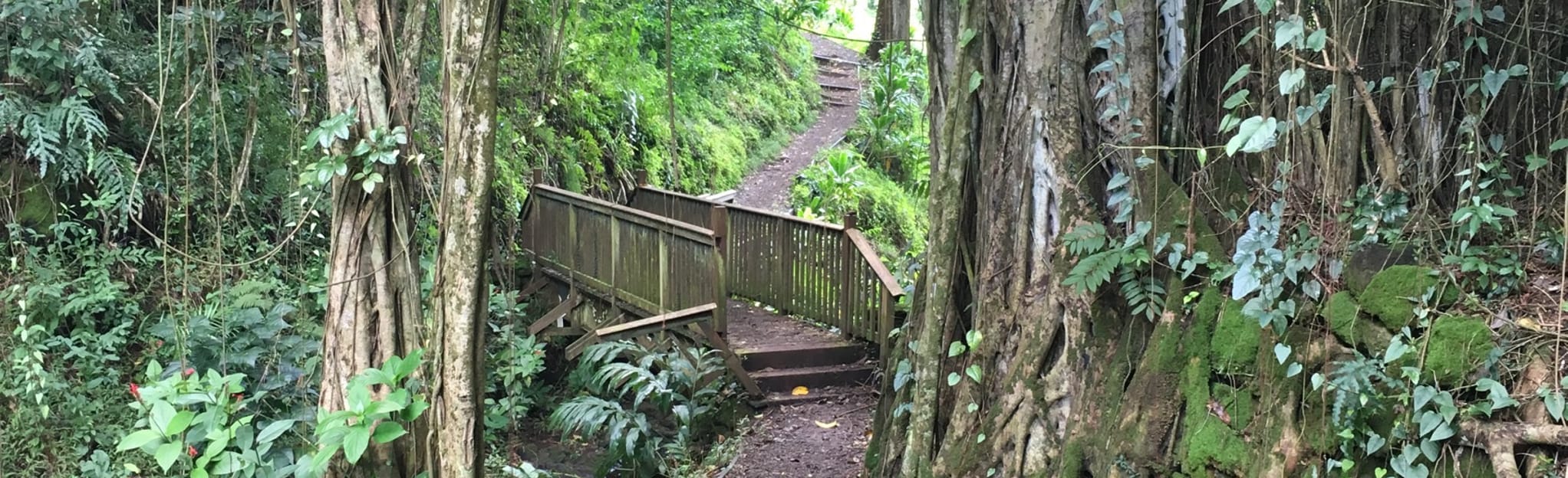 Makiki Valley Loop Trail Map, Guide Oahu, Hawaii AllTrails