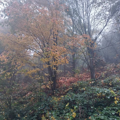 Erlebnispfad WeltWald Harz