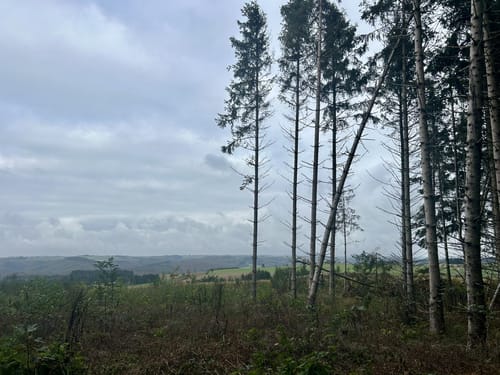 Dasburg (Naturpark Südeifel Wanderweg Nr. 8)