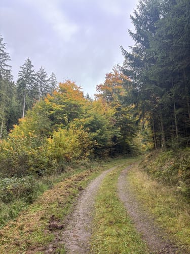 Eifelsteig Etappe 5: Gemünd - Steinfeld