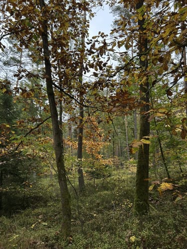 Ludwig-Donau-Main-Kanal - Steinbrüchlein - Worzeldorf