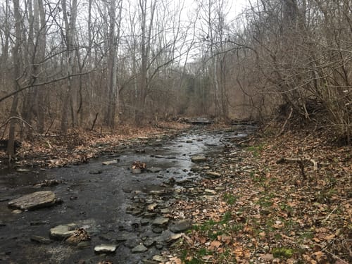 Hueston Woods Hiking Trails Best 10 Trails In Hueston Woods State Park | Alltrails