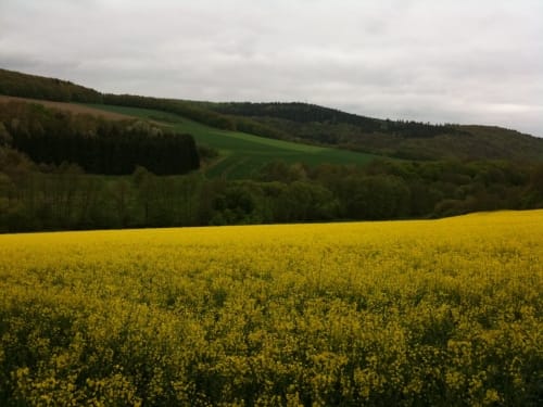 Das grüne Eichenblatt: Langenhain-Ziegenberger Waldweg