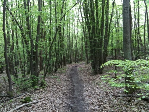 Das grüne Eichenblatt: Langenhain-Ziegenberger Waldweg