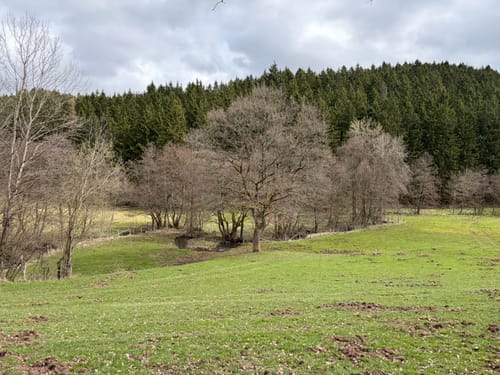 Runde in Wolfert