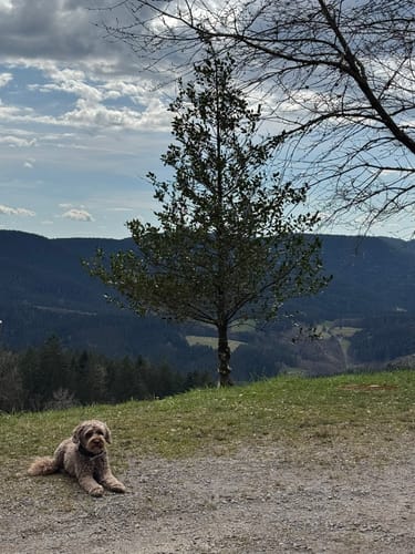 Vom Alisehof auf den Kupferberg