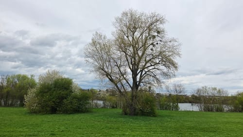 Hansteinweiher und Mainufer ab Bahnhof Mühlheim-Dietesheim
