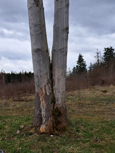 Bergwiesen-Lehrpfad Benneckenstein