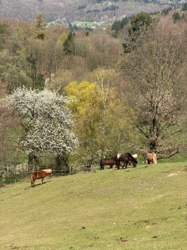 Odenwald: Kirschhausen Rundweg