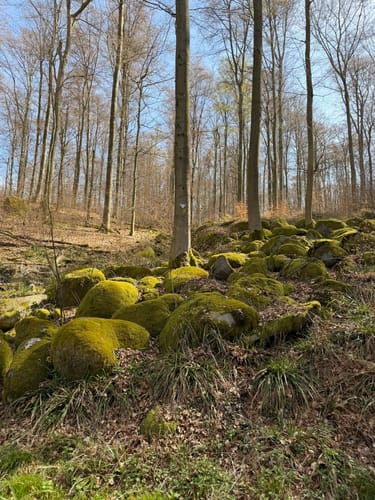 Odenwald: Kirschhausen Rundweg