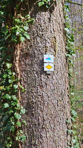 Premiumwanderweg: Wannenbergtour
