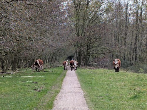Witte Veen Kort Rondje