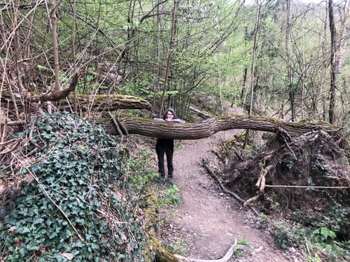Rheinsteig Etappe 8: Sayn - Vallendar