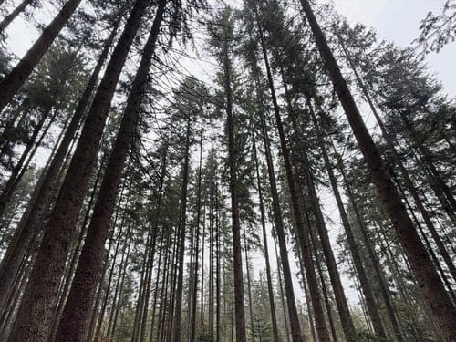 Rundweg Kreuzotter: Wandern durch Klosterfilz und Großer Filz