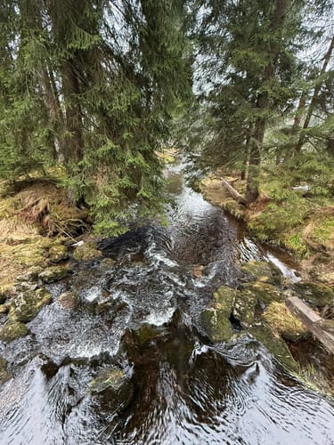 Rundweg Kreuzotter: Wandern durch Klosterfilz und Großer Filz