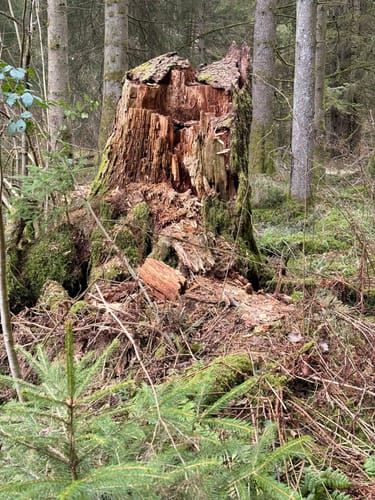 Frau Holle (Premiumwanderweg)