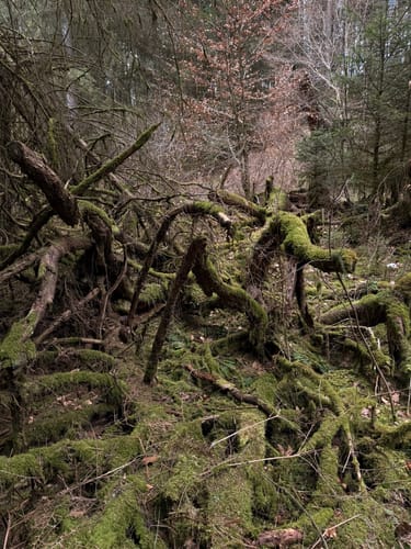 Frau Holle (Premiumwanderweg)