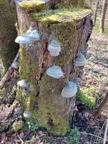 Bad Wildunger Rundwanderweg W5: Oberer Homberg-Rundweg