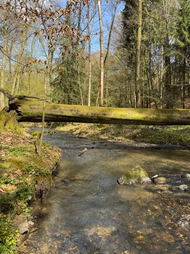 Walkingrunde Balken - Diepental über Pattscheid