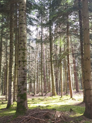 Langenbrand - Schwarzenberg - Bieselsberg - Schömberg