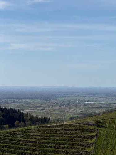 Ortenauer Weinschleife - Schwarzwald-Vogesen-Panoramarunde