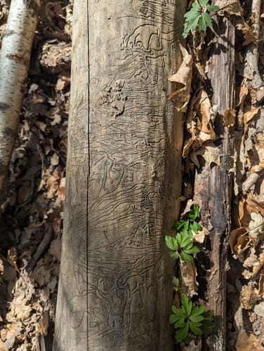 Urwald Tour (Premiumwanderweg)