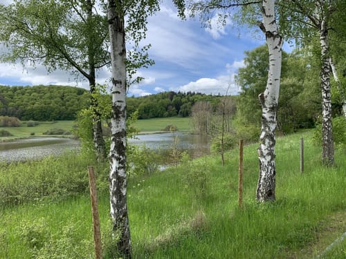 Waldschluchtenweg (Traumpfad)