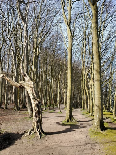 Märchenwald Rügen - Strand Rundweg