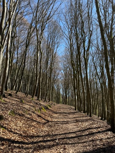 Naturpark Südeifel Wanderweg Nr. 16 - Biersdorf am See