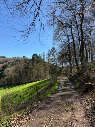 Naturpark Südeifel Wanderweg Nr. 16 - Biersdorf am See