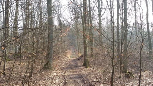 Friesenhausen - Schwedenschanze