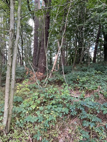 Ehestorf zum NSG Buchenwälder im Rosengarten