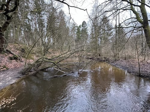 Langlauf Sachsenwald Ohe
