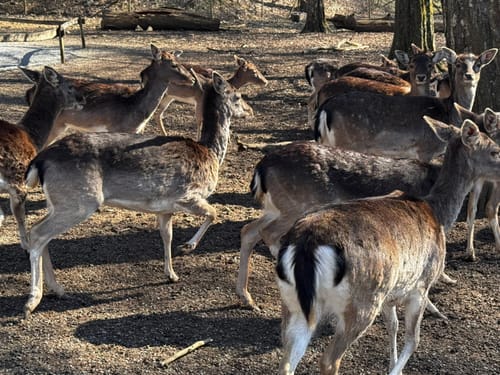 Durch den Tierpark Bad Mergentheim
