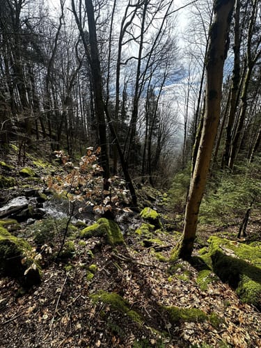 Hotzenpfad (Premiumwanderweg)